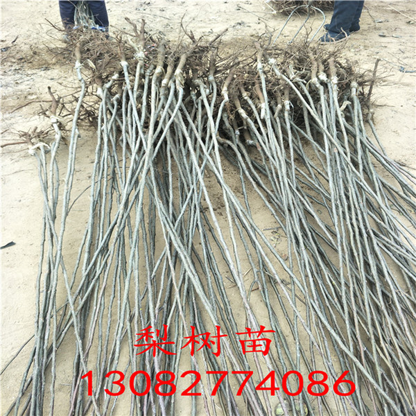 全紅梨苗，哪里有賣梨樹苗的