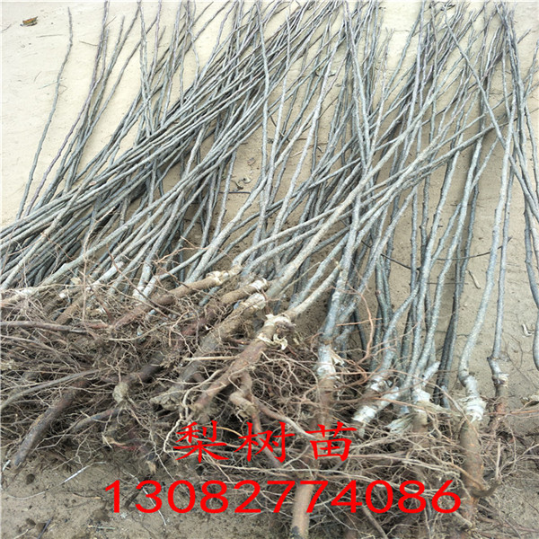 晚熟梨樹，梨樹苗價(jià)格