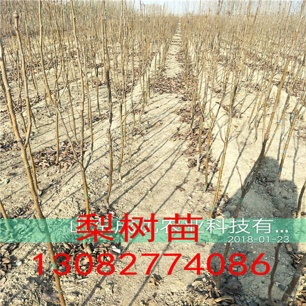 新梨七號梨樹苗，梨苗一根多少錢