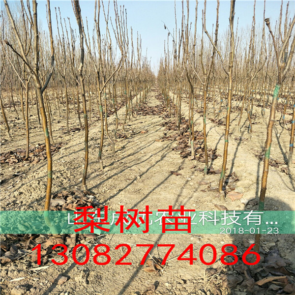 紅香酥梨苗，梨苗多少錢一株