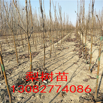 夏玉梨樹苗，新梨七號梨苗多少錢