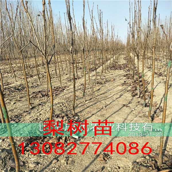 紅香酥梨樹苗，哪里有賣梨樹苗的