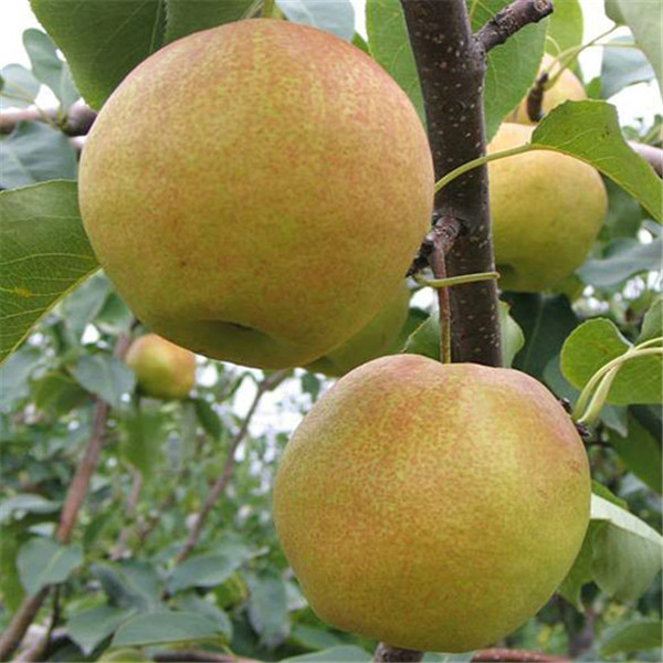 玉露香梨苗，批發(fā)紅香酥梨苗