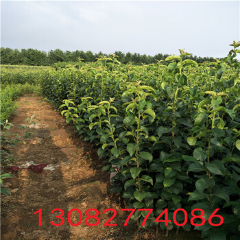 皇冠梨苗，圓黃梨苗基地批發(fā)