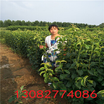 柱狀梨樹，黃金梨梨樹基地