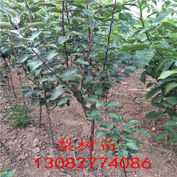 早熟梨樹(shù)苗，梨梨苗出售