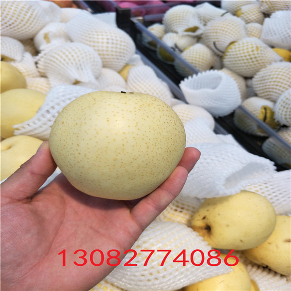圓黃梨樹，高產(chǎn)梨樹苗