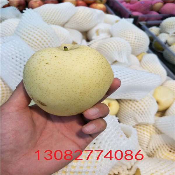 秋月梨樹苗，梨樹苗哪里可以買到