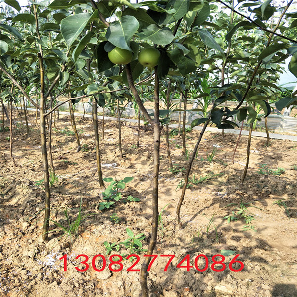 紅香酥梨苗，熟梨苗繁育基地