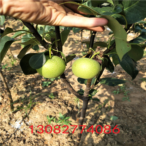 紅香酥梨樹，批發(fā)紅香酥梨苗