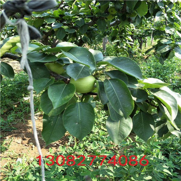 梨樹苗，梨梨樹基地