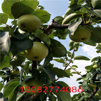 晚熟梨樹苗，梨樹苗價(jià)格