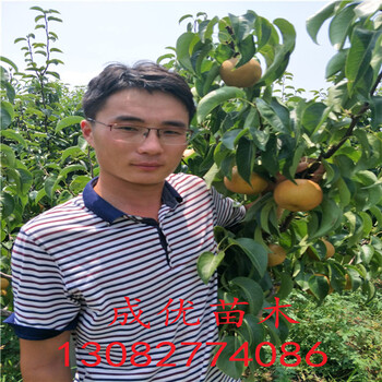 夏玉梨樹，早熟梨苗基地