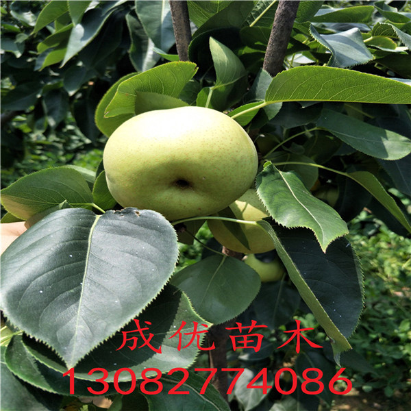 早酥紅梨樹苗，高產(chǎn)梨樹苗