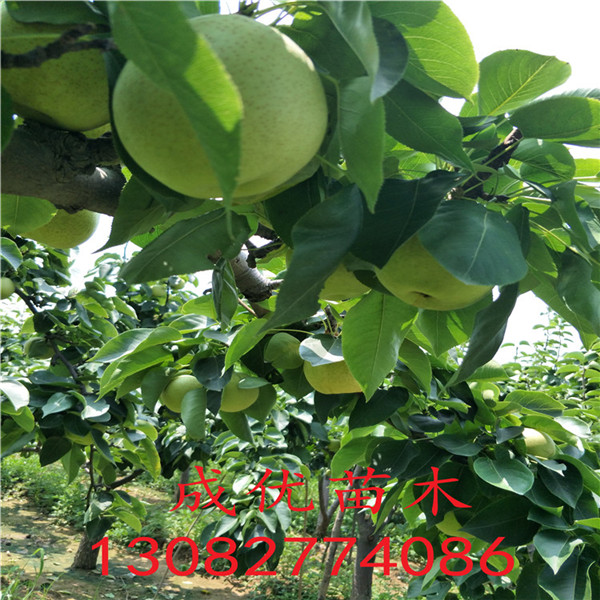 三公分梨樹(shù)苗，早熟梨樹(shù)苗出售