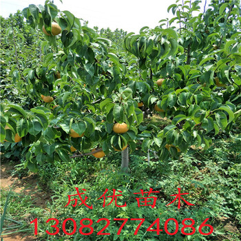 全紅梨樹苗，梨樹苗哪里可以買到