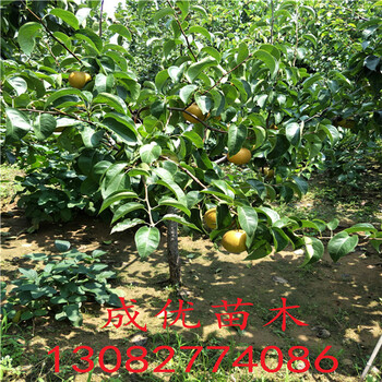 全紅梨苗，梨苗價格出售基地