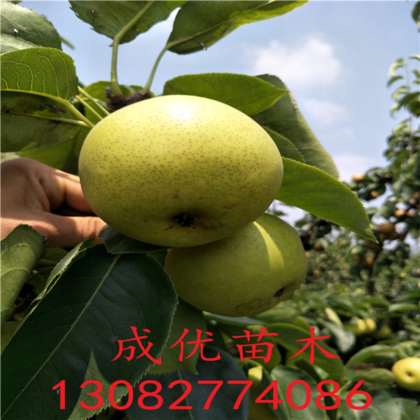 全紅梨樹，梨苗多少錢一株