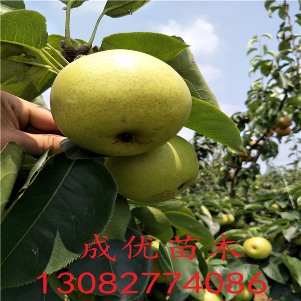 梨樹(shù)苗，圓黃梨苗基地批發(fā)