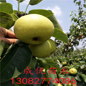 一公分梨樹，批發(fā)紅香酥梨苗