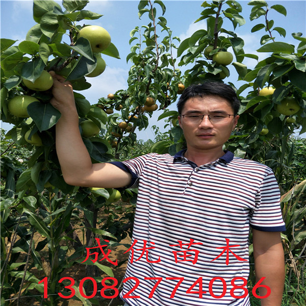 柱狀梨樹苗，早熟梨苗基地