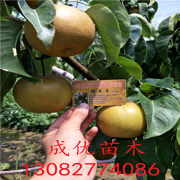 晚秋梨樹(shù)苗，一公分梨樹(shù)苗單價(jià)