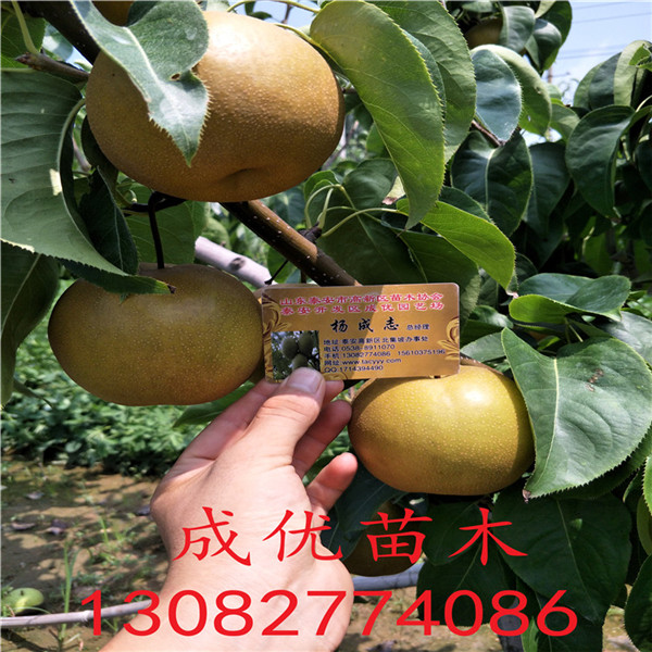 夏玉梨樹(shù)，早熟梨苗基地