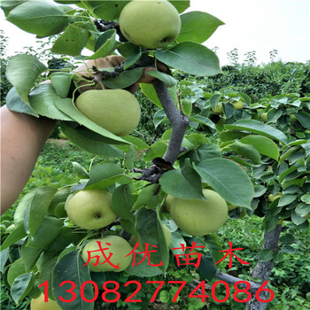 柱狀梨苗，紅香酥梨樹苗多少錢