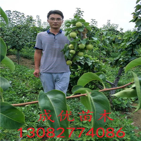 晚熟梨樹苗，三公分梨樹多少錢