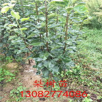 晚秋梨樹苗，圓黃梨苗基地批發(fā)