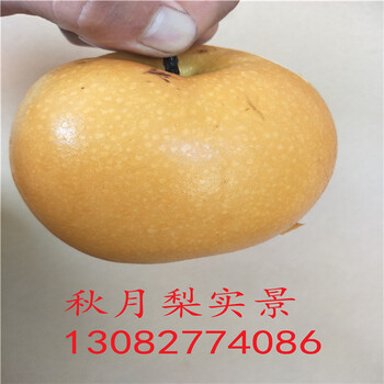 黃金梨梨樹，哪里有賣梨樹苗的