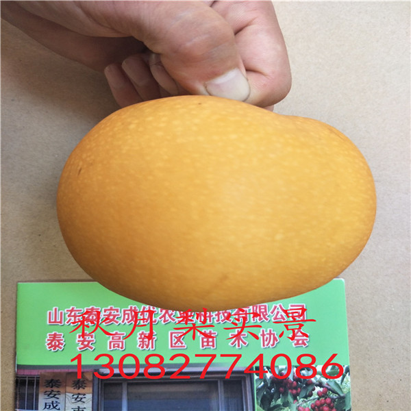 一公分梨樹苗，梨樹苗哪里可以買到
