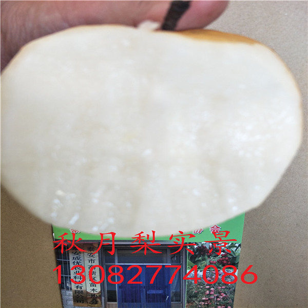 新梨七號梨樹，二公分梨樹苗報(bào)價(jià)