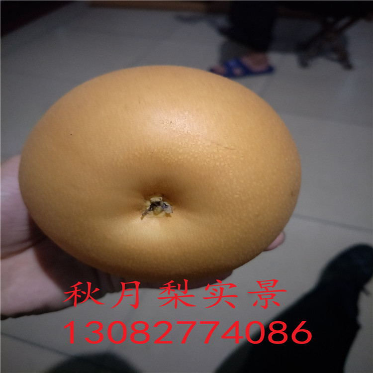 三公分梨樹苗，梨樹苗價(jià)格