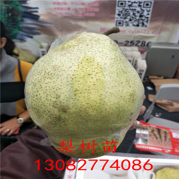 一公分梨樹，晚熟梨樹單價