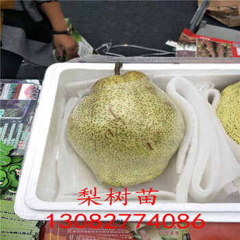 玉露香梨苗，哪里賣全紅梨樹
