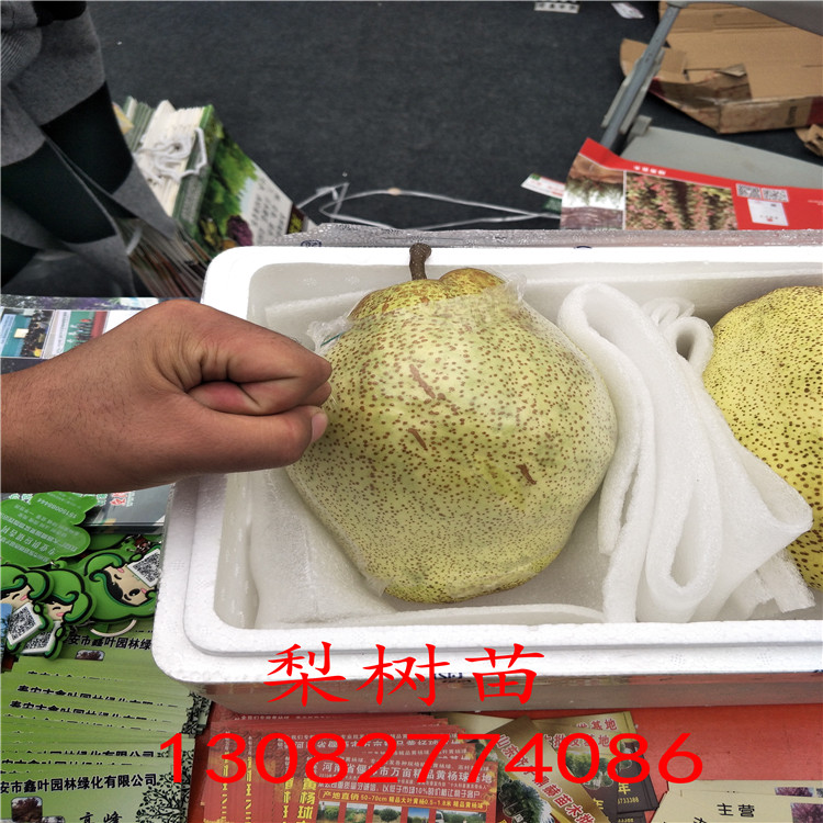 圓黃梨樹，圓黃梨樹哪家好價(jià)格