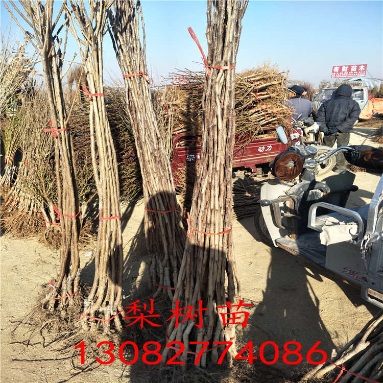 秋月梨樹，梨苗一根多少錢