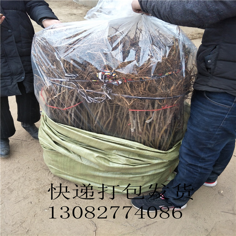 一公分梨苗，梨苗多少錢賣