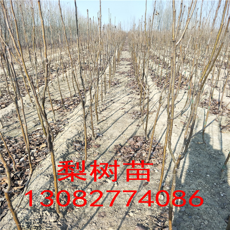 全红梨树苗，玉露香梨树基地