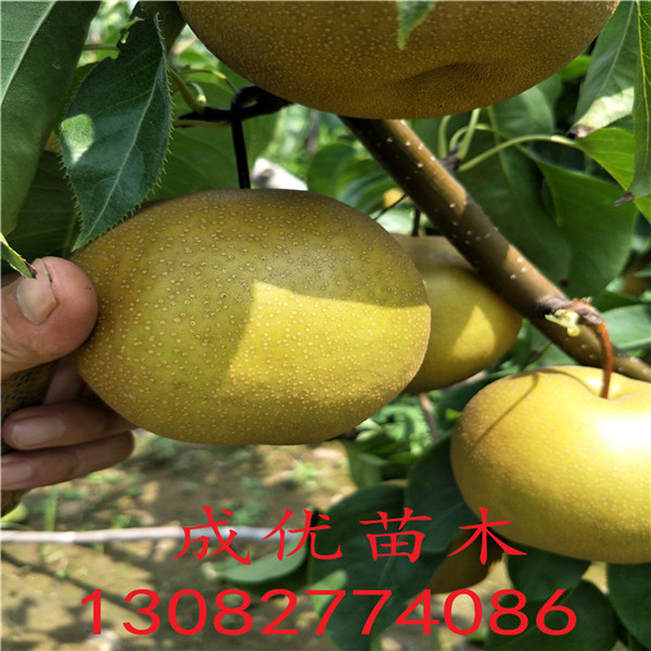 柱狀梨樹苗，梨樹苗價格