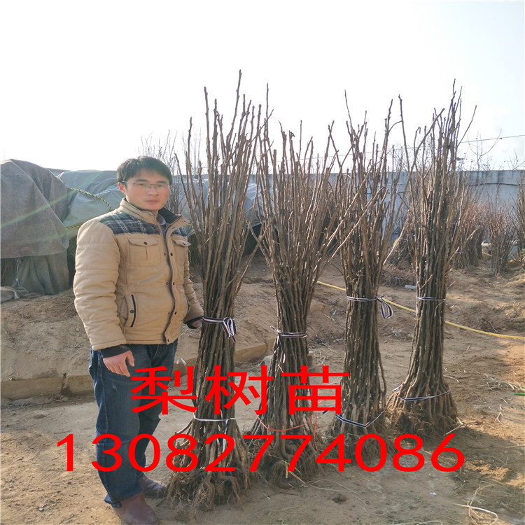 梨樹苗，晚秋梨樹哪家好價格