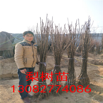 柱狀梨樹苗，柱狀梨樹畝產(chǎn)多少斤