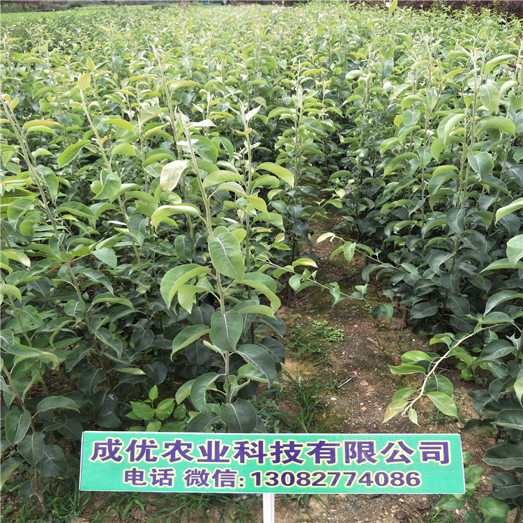 二公分梨樹(shù)，玉露香梨苗出售