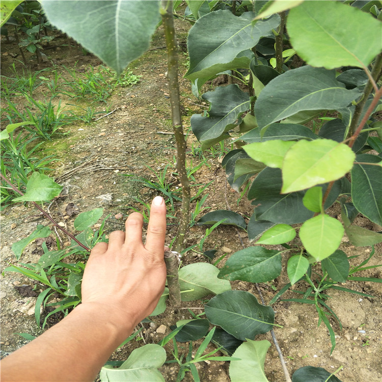 全紅梨苗，早熟梨樹苗出售