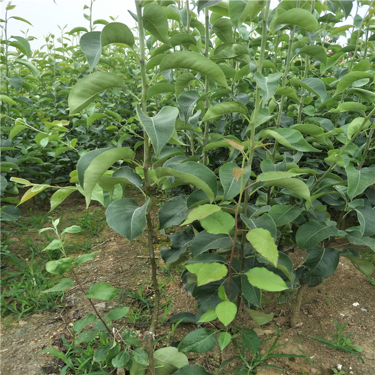 新梨七號(hào)梨樹(shù)，柱狀梨樹(shù)苗多少錢(qián)