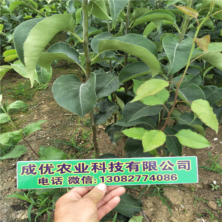 新梨七號梨樹，哪里有賣梨樹苗的