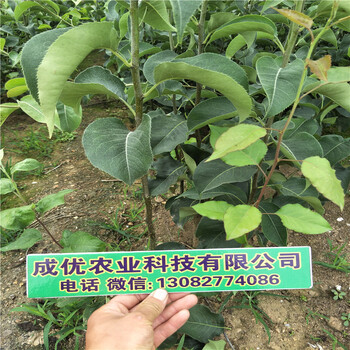 早酥紅梨樹苗，哪里出售晚秋梨苗