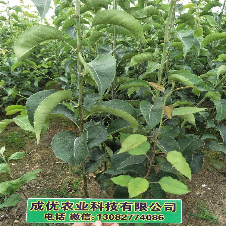 梨梨樹苗，批發(fā)紅香酥梨苗