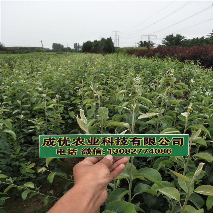 梨苗，梨苗基地
